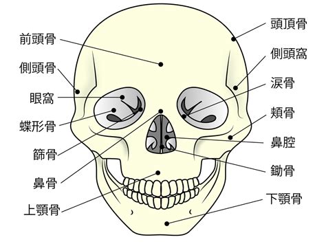 頭部位置